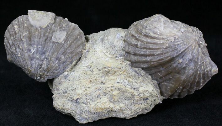 Platystrophia Brachiopods Fossil From Kentucky #21817
